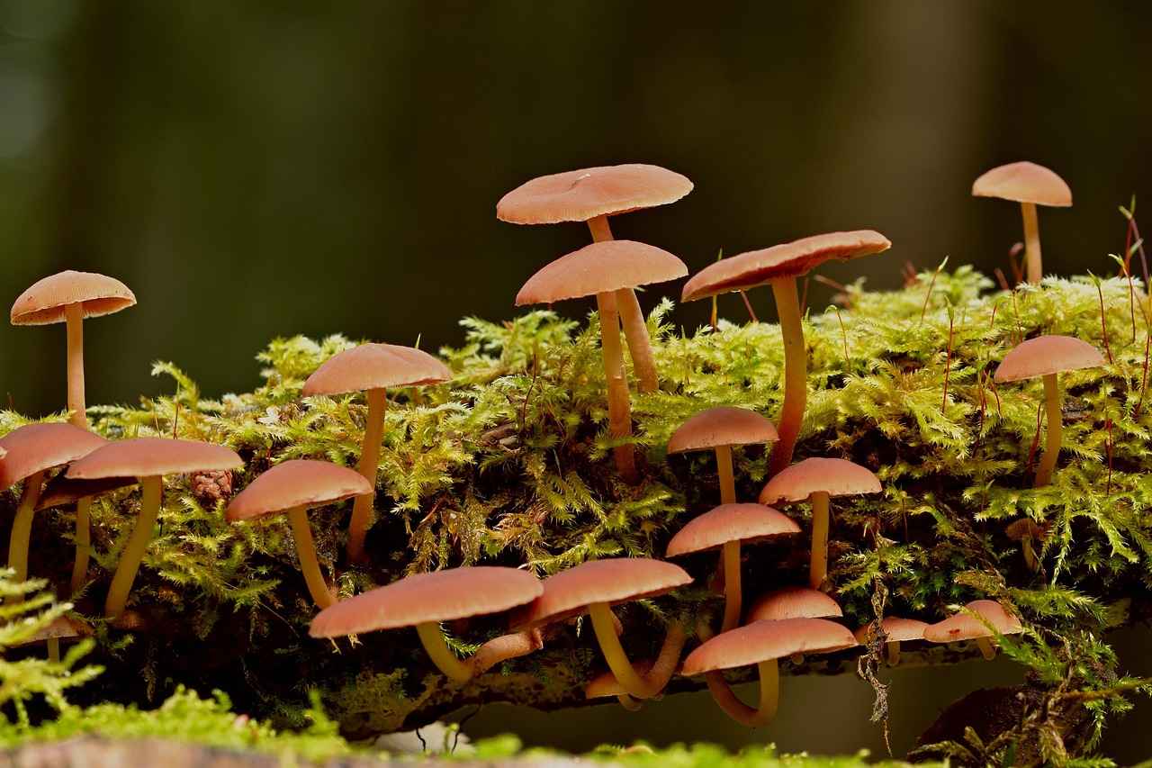 Boosting Immunity with the Power of Astragalus Root 1 What is Astragalus Root?