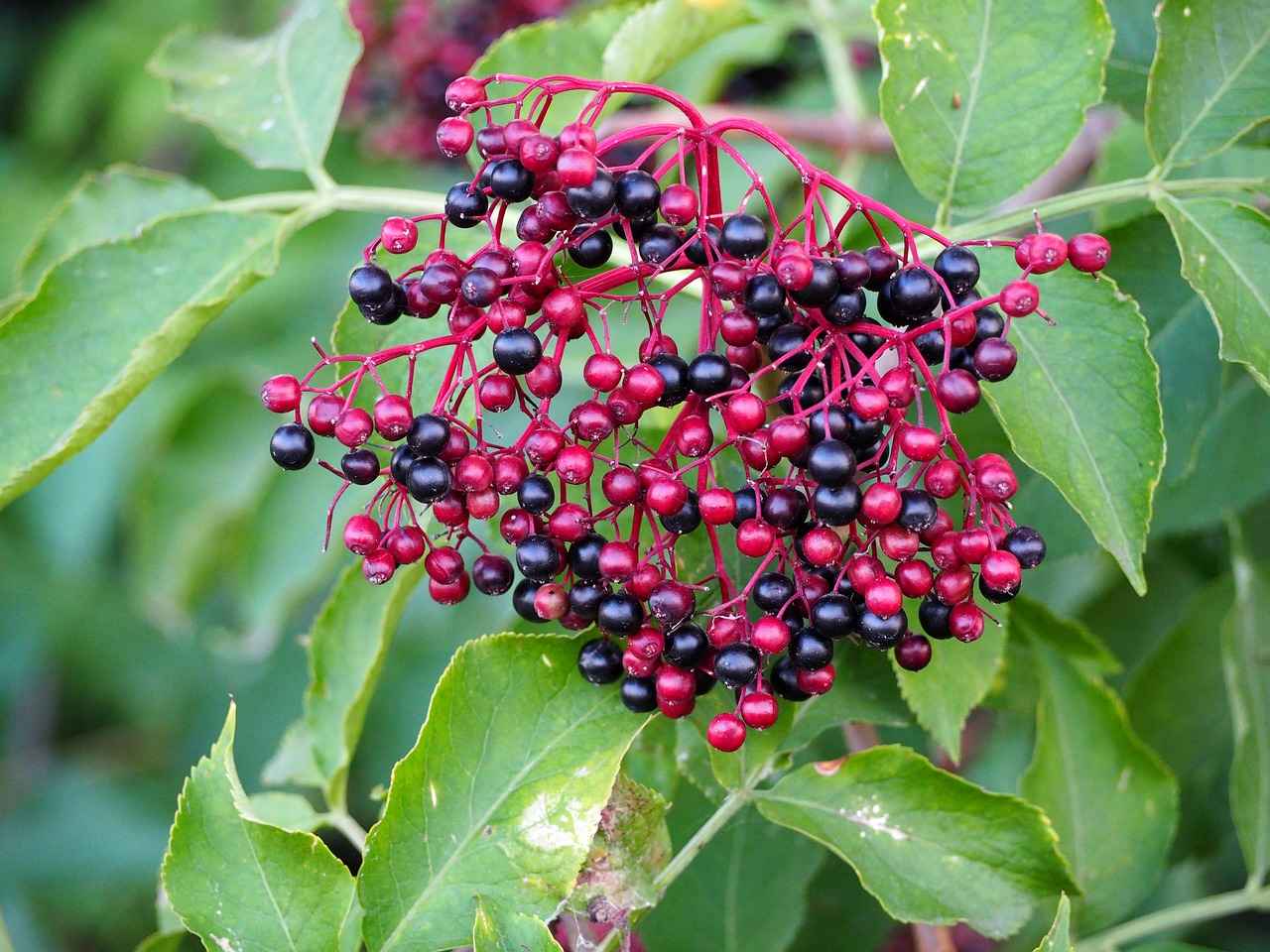 Health Benefits of Elderberry
