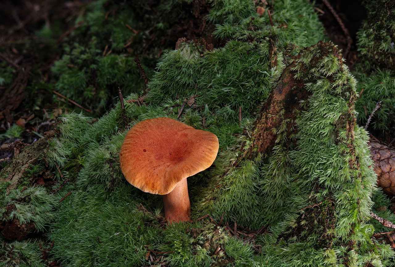 What is Saffron Extract?