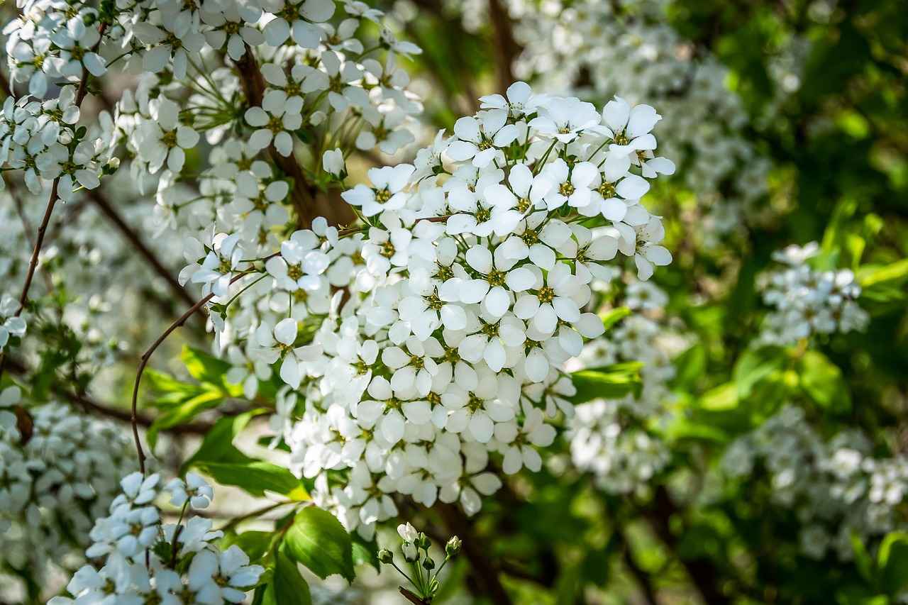 Conclusion: The Promise of Saffron Extract