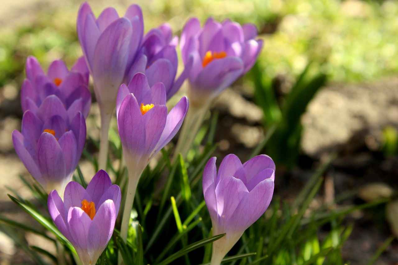 How Does Saffron Extract Improve Mood?