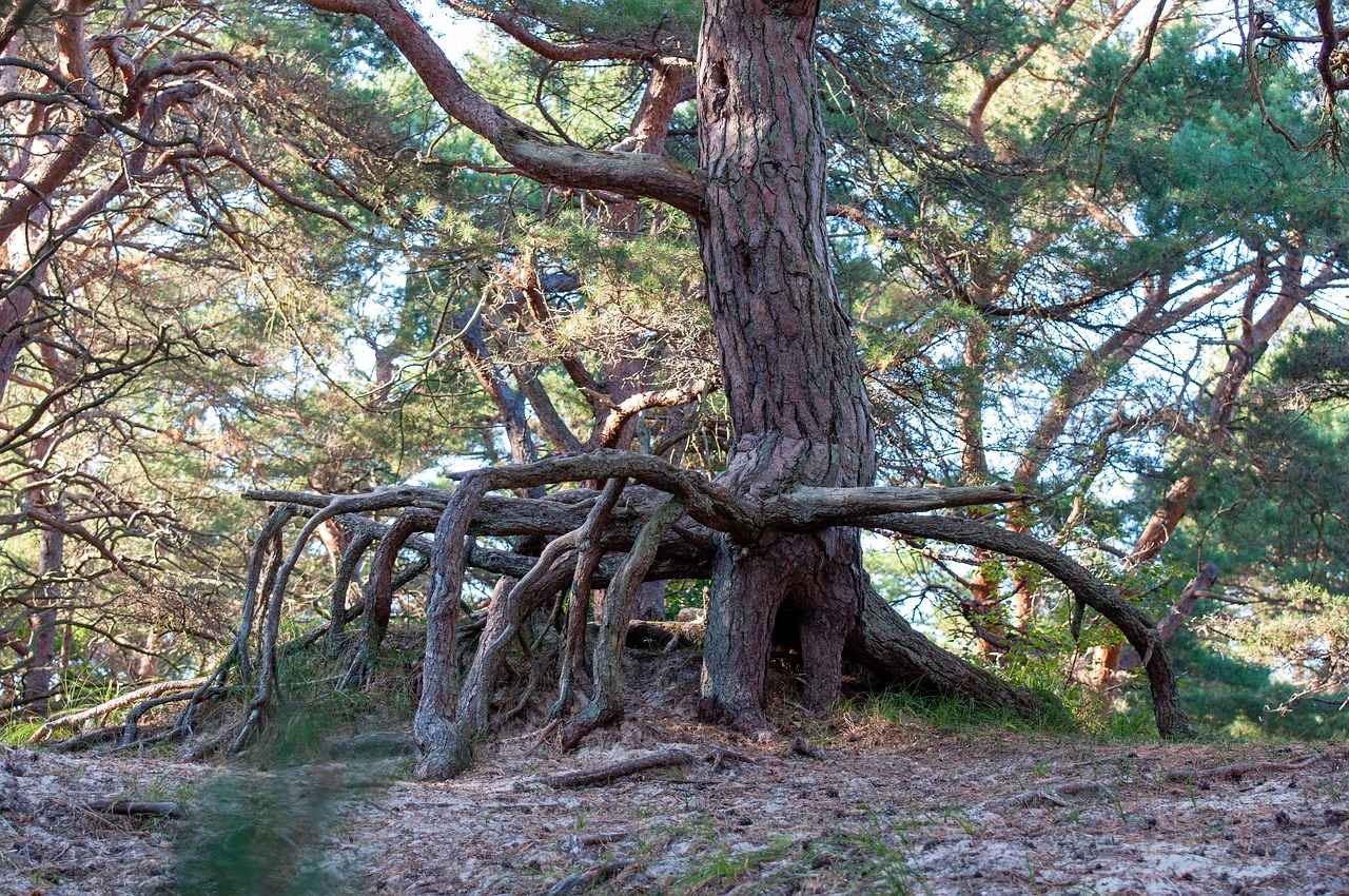 Enhancing Detoxification with Burdock Root 1 What is Burdock Root?