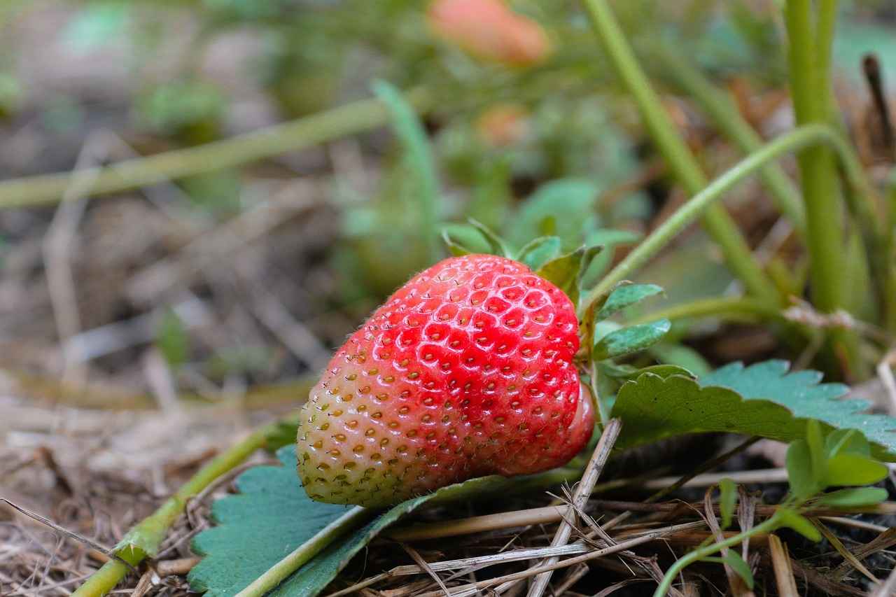 Health Benefits of Amla Berry