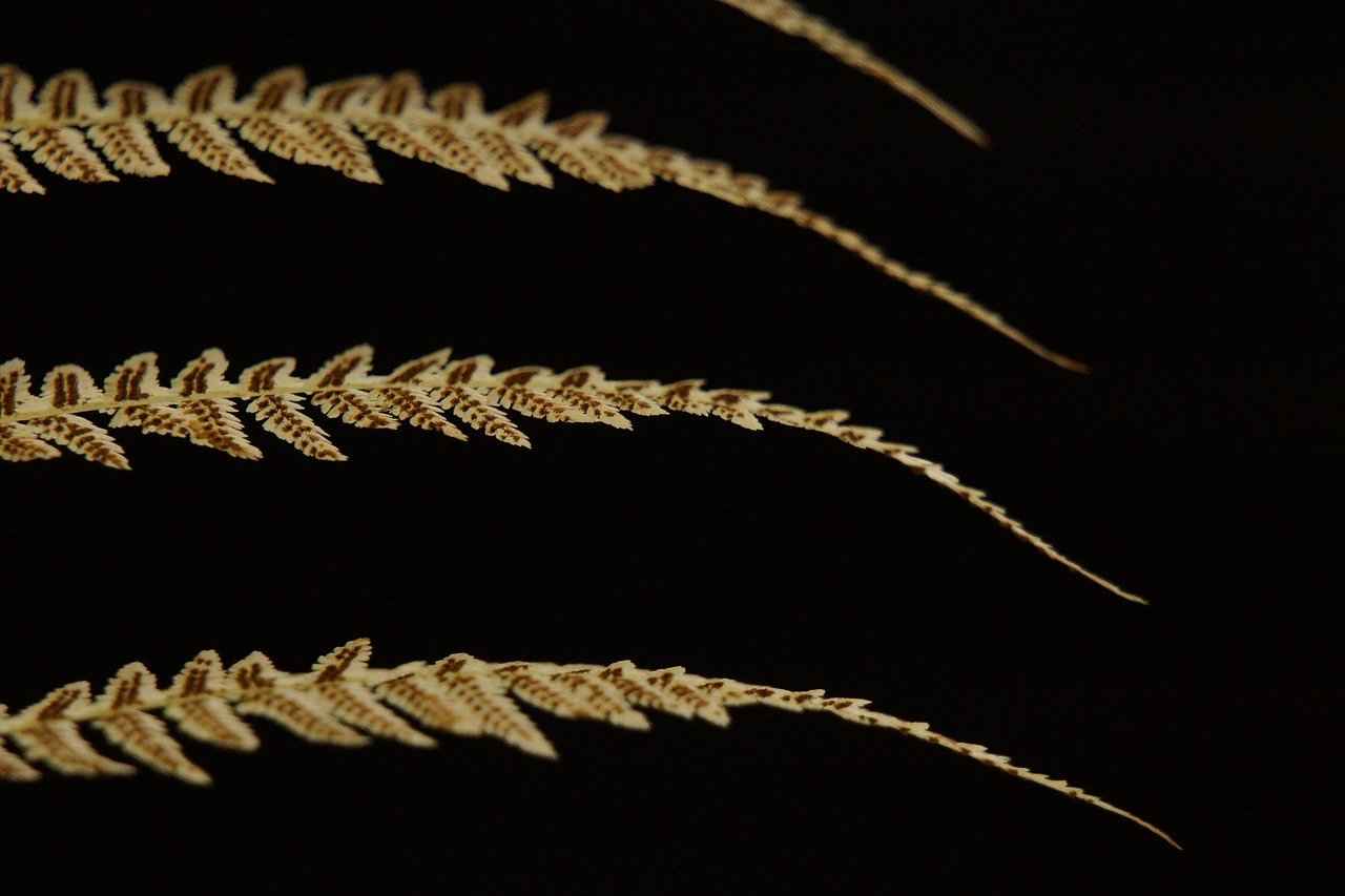 Exploring the Benefits of Black Cohosh for Menopausal Symptom Relief 2 How Does Black Cohosh Work?