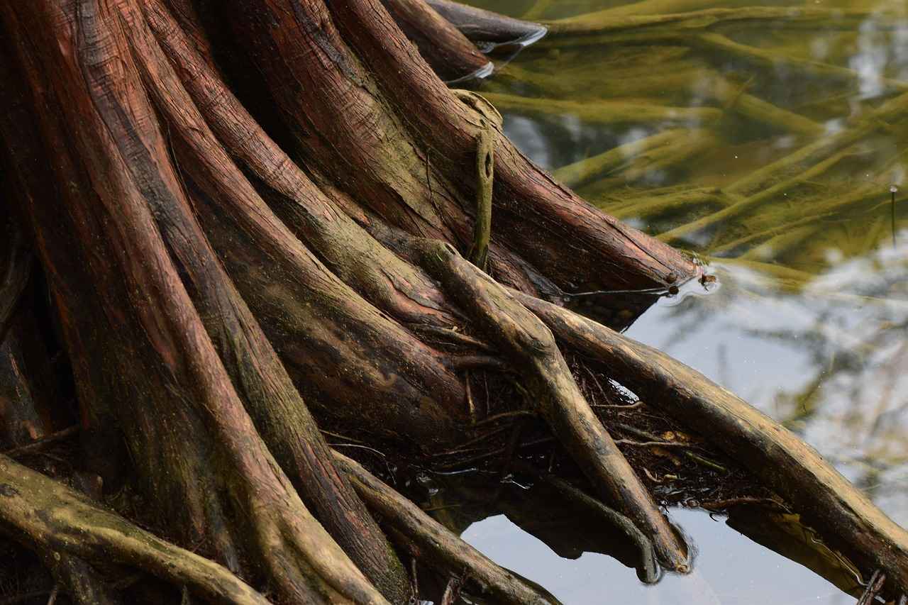 How Does Valerian Root Work?