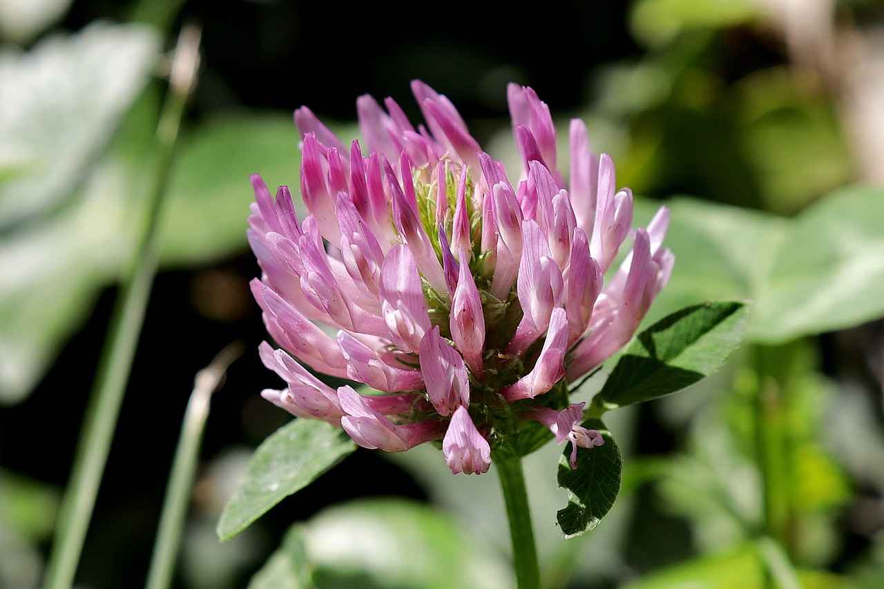 What is Red Clover?