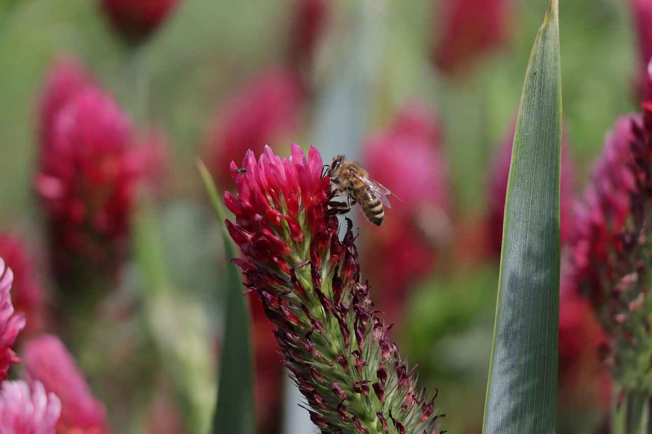 Potential Side Effects and Considerations