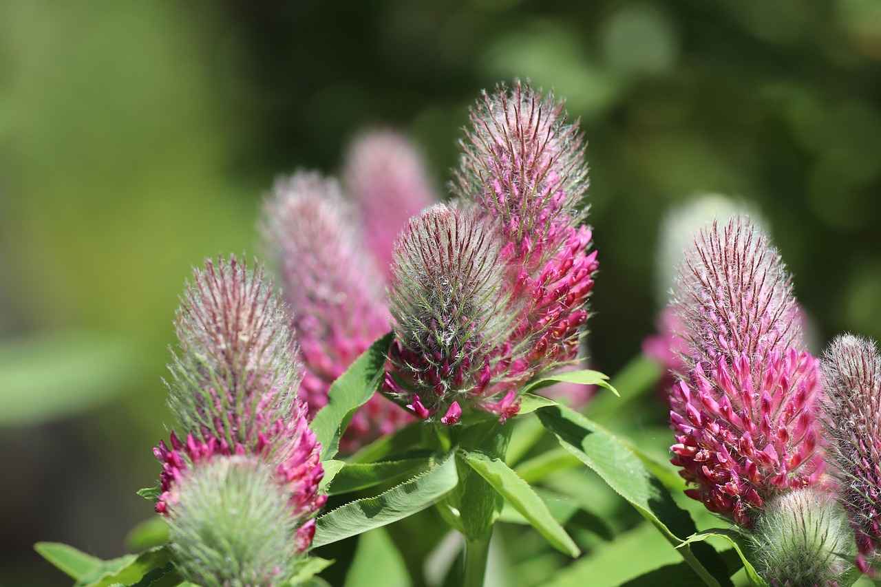 Conclusion: The Promise of Red Clover for Heart Health