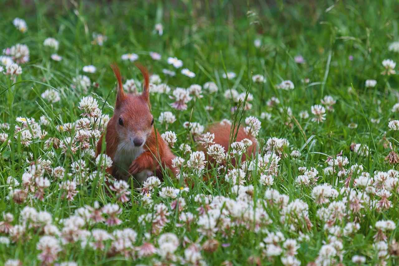 How to Incorporate Red Clover into Your Diet