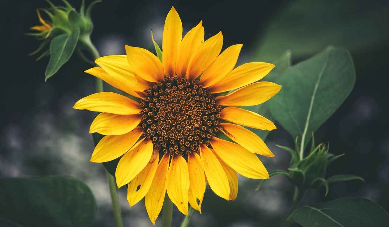 Exploring the Connection Between Sunflower Lecithin and Brain Health 4 How to Incorporate Sunflower Lecithin into Your Diet