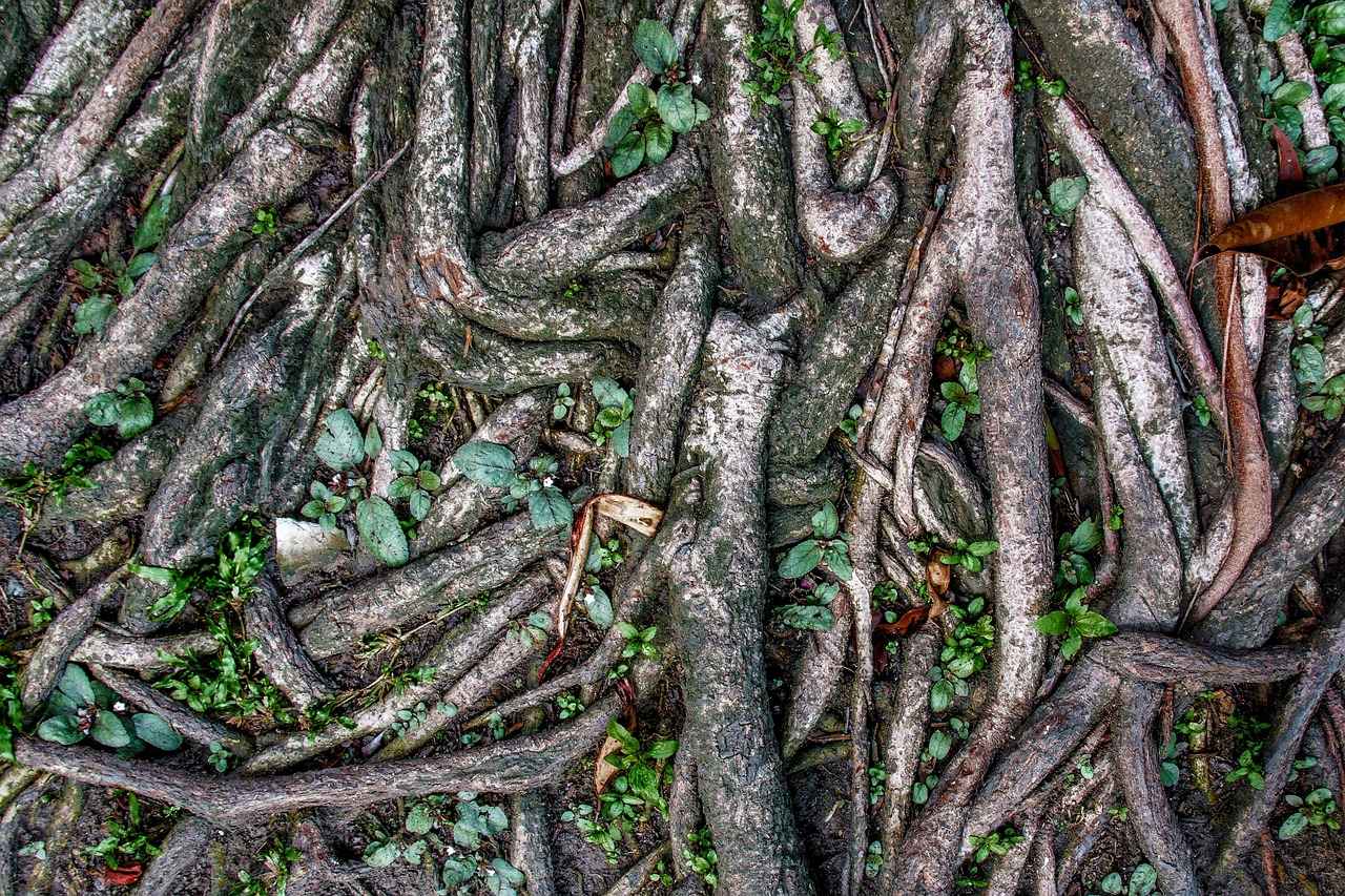 Conclusion: Harnessing the Power of Marshmallow Root