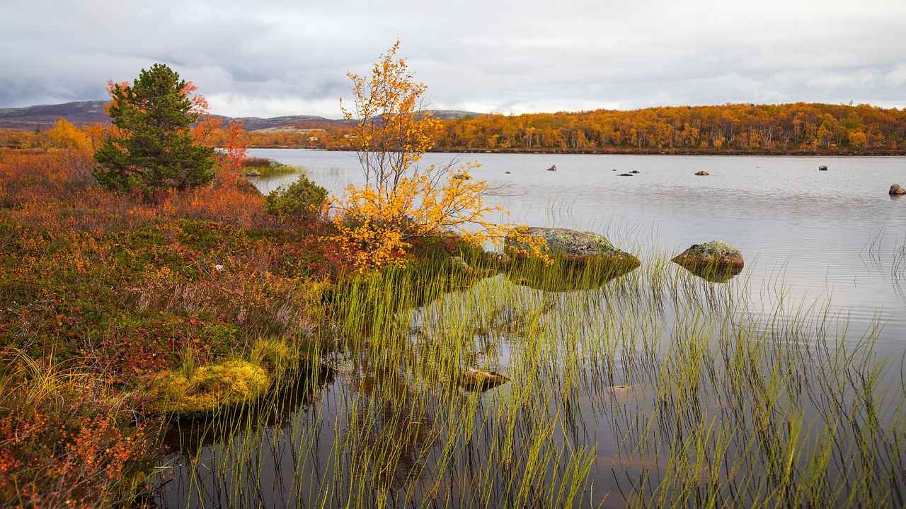 The History of Kola Nut