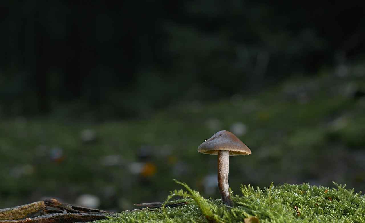 Choosing the Right Mushroom Complex