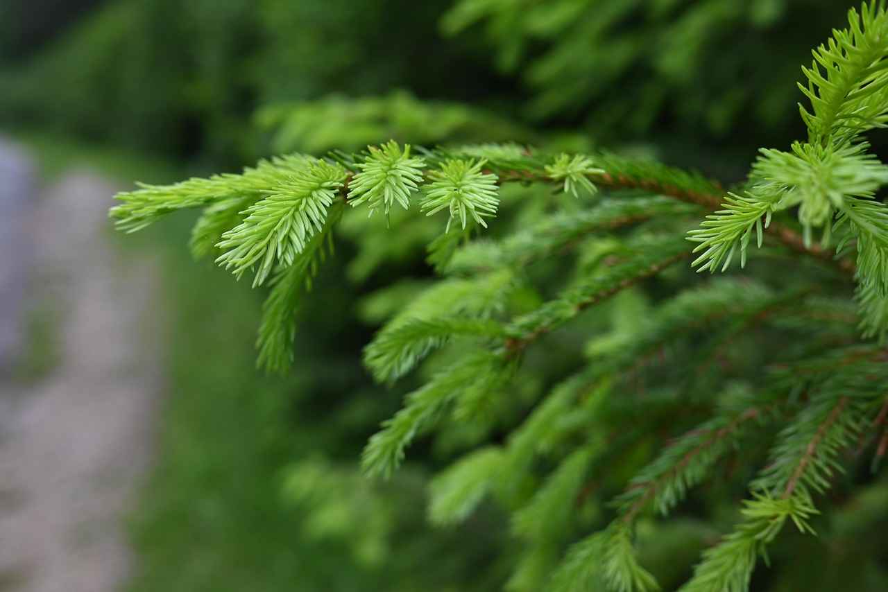 The Importance of Boron for Bone Health