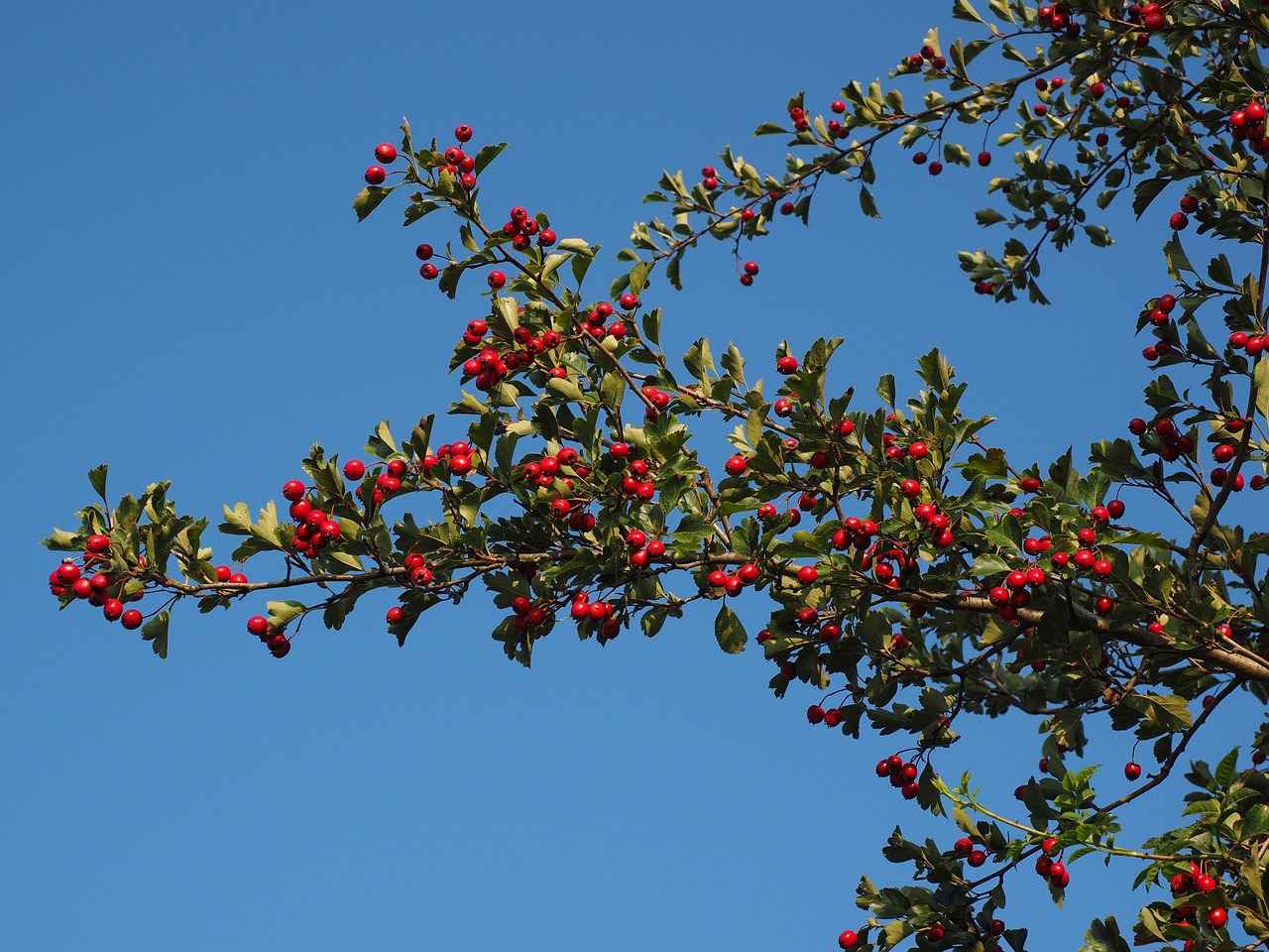 What is Hawthorn Berry?