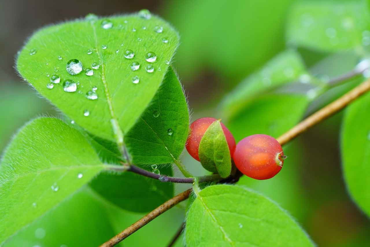 Harnessing the Adaptogenic Power of Schisandra 4 Potential Side Effects and Considerations