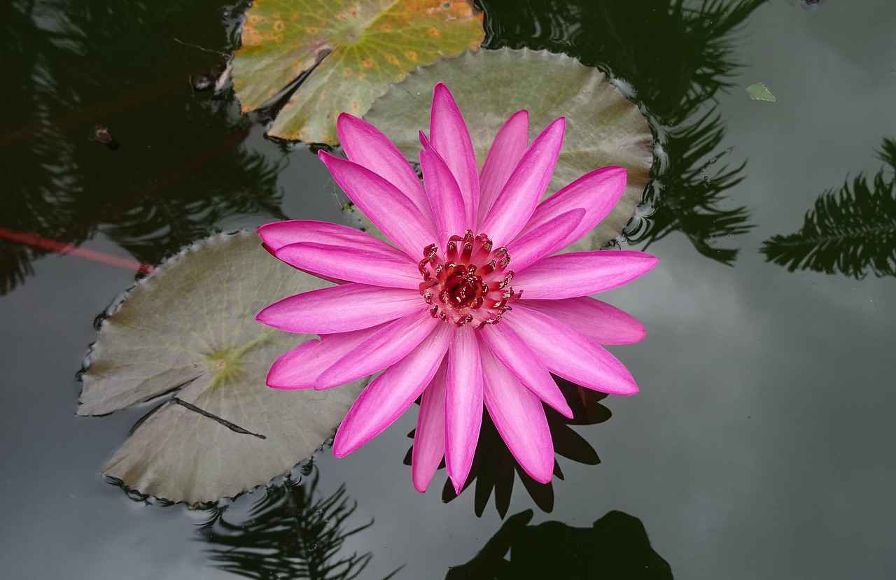 How to Use Rhodiola Rosea