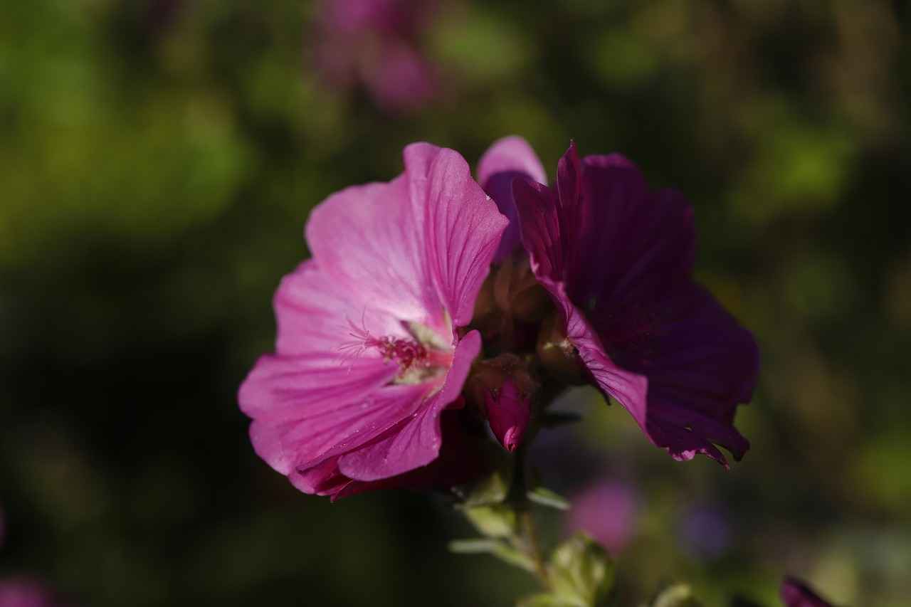 Conclusion: Unlocking Your Endurance Potential with Rhodiola Rosea