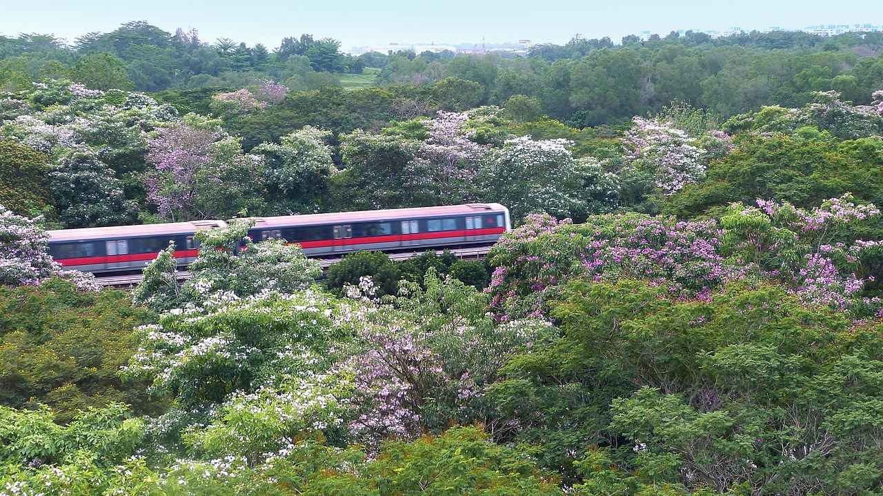 Benefits of Rhodiola Rosea for Athletes