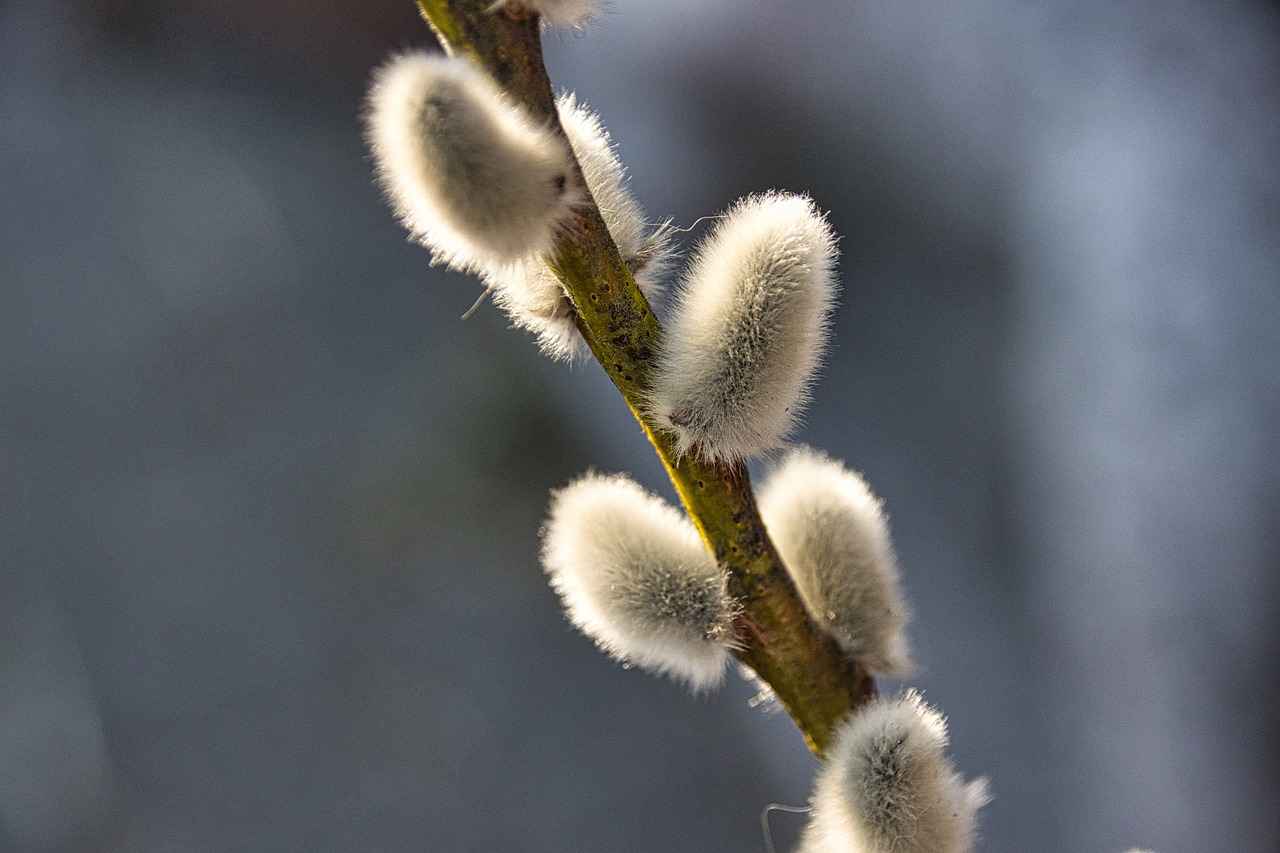 How to Use Willow Bark Safely and Effectively