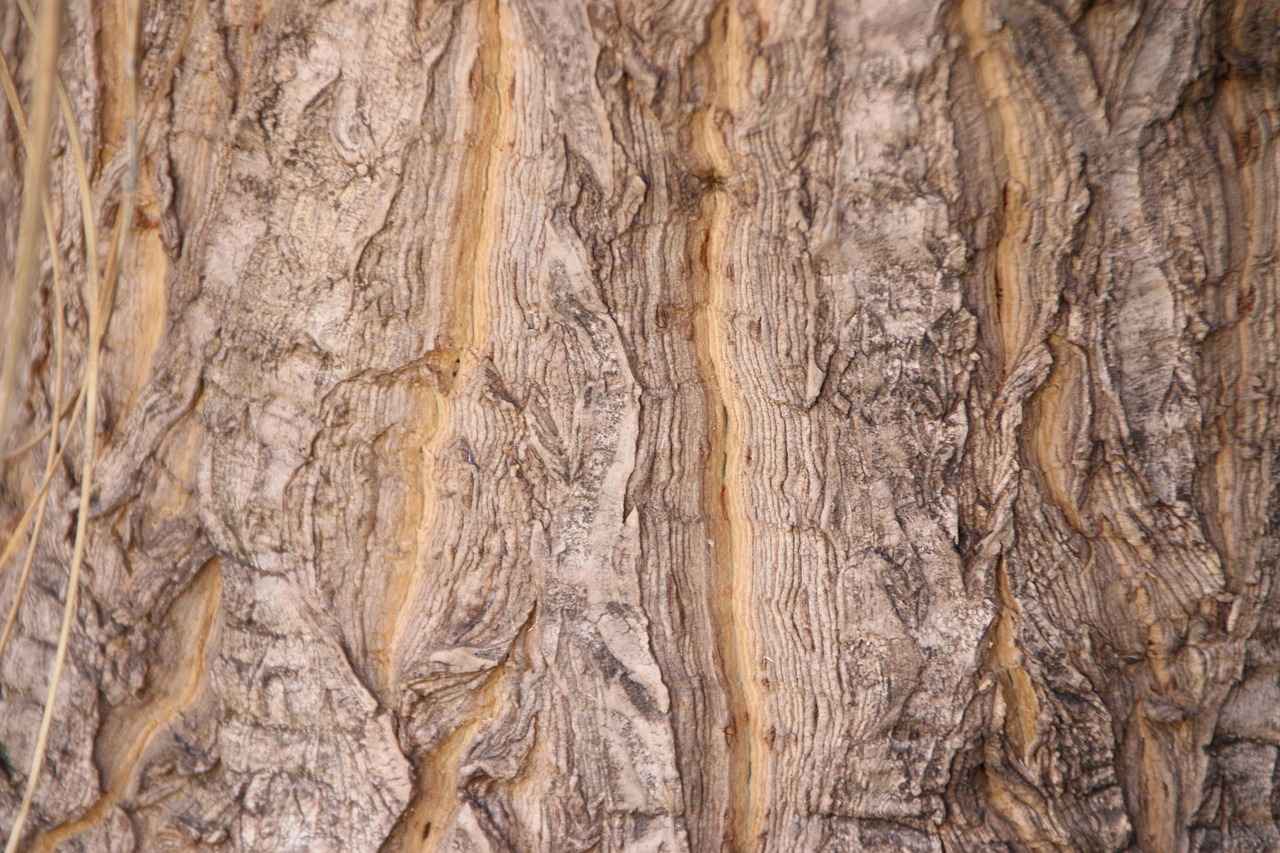 Conclusion: The Future of Willow Bark in Health and Wellness