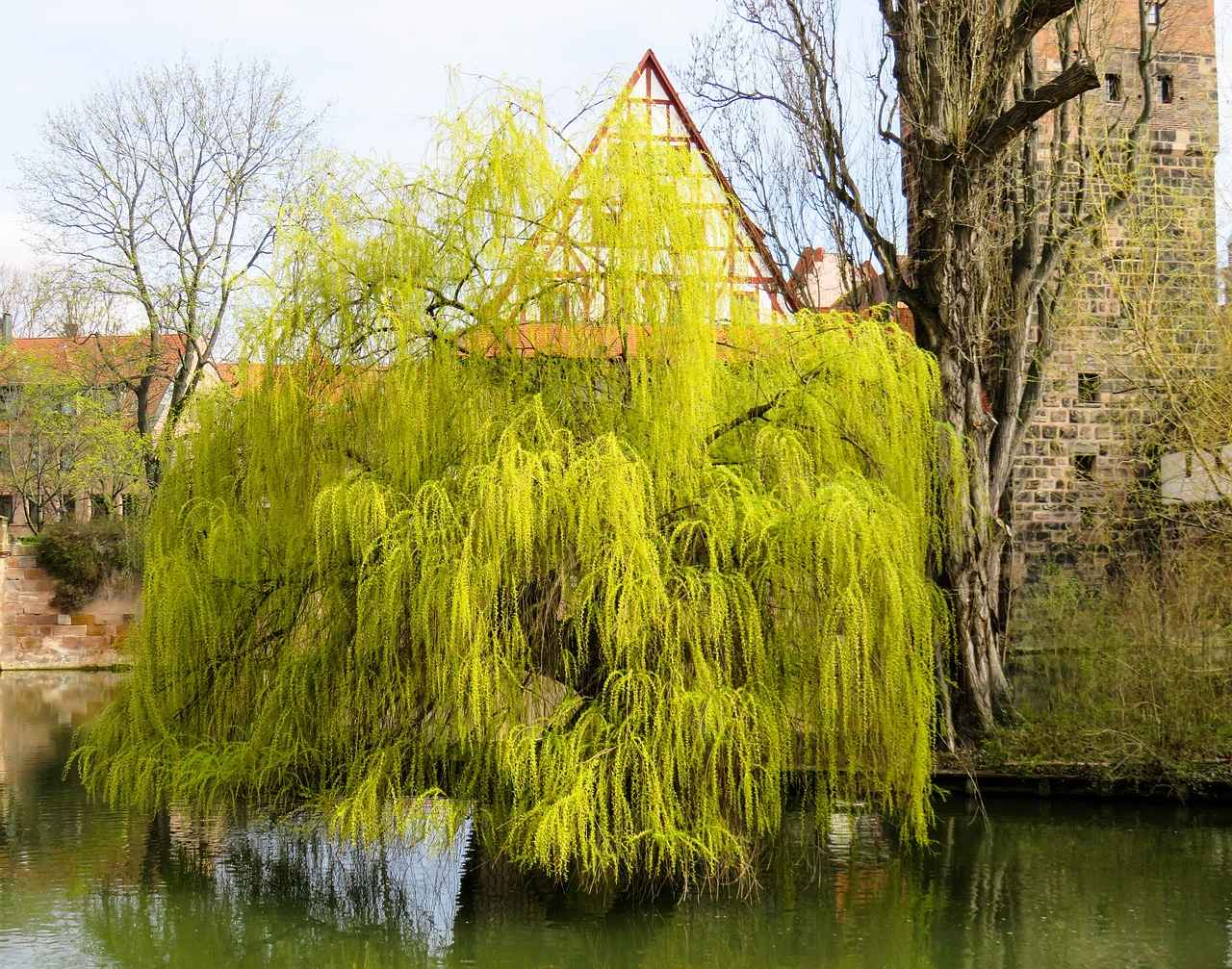 The Historical Use of Willow Bark in Traditional Medicine