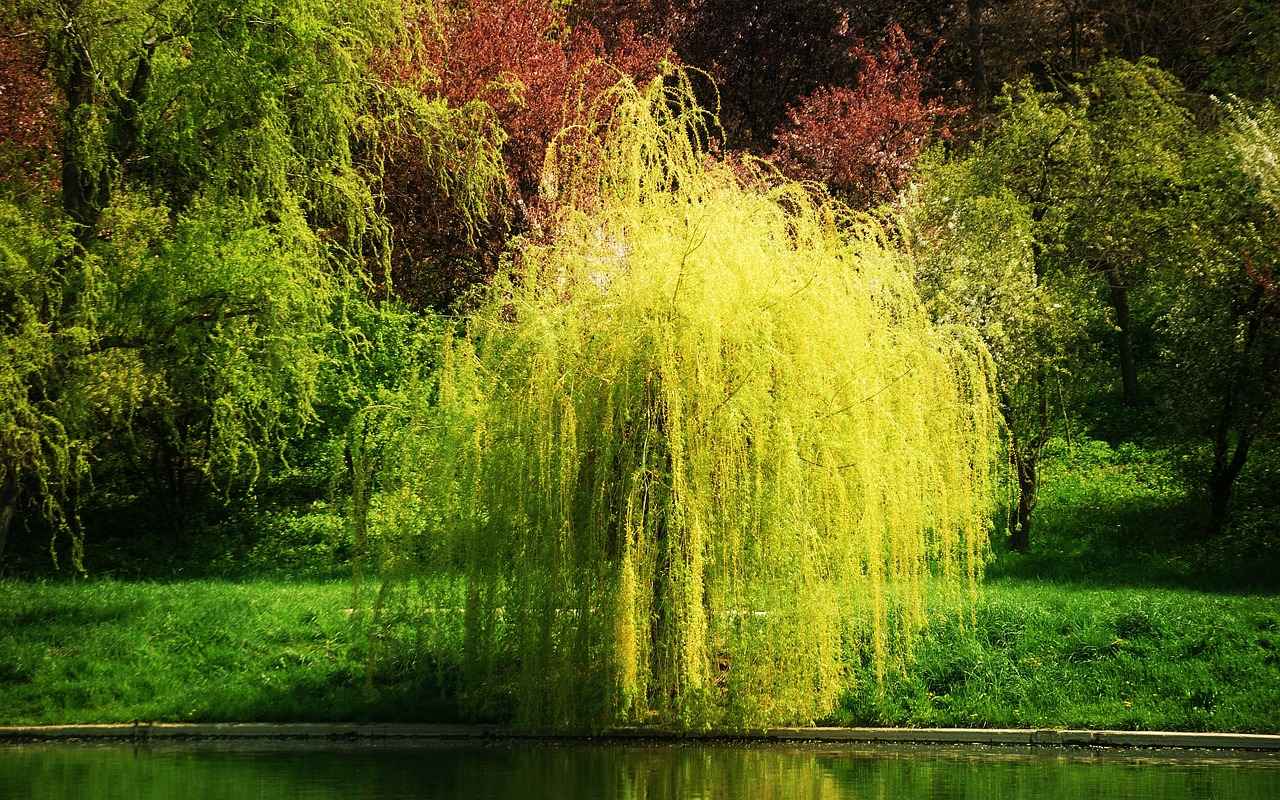 Active Compounds in Willow Bark