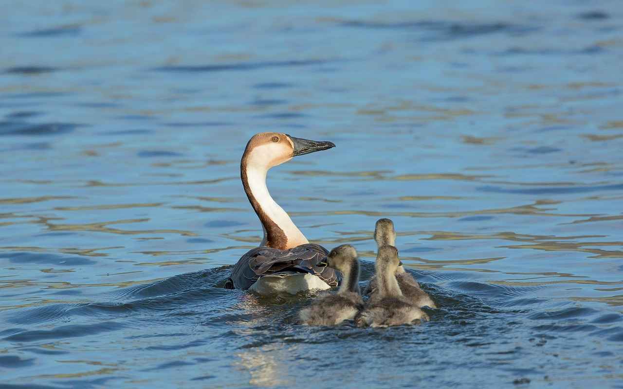 Conclusion: The Role of Selenium in Thyroid Health