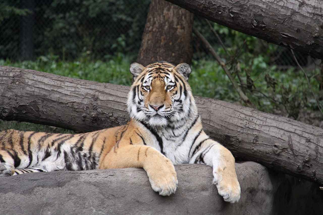 What is Siberian Ginseng?