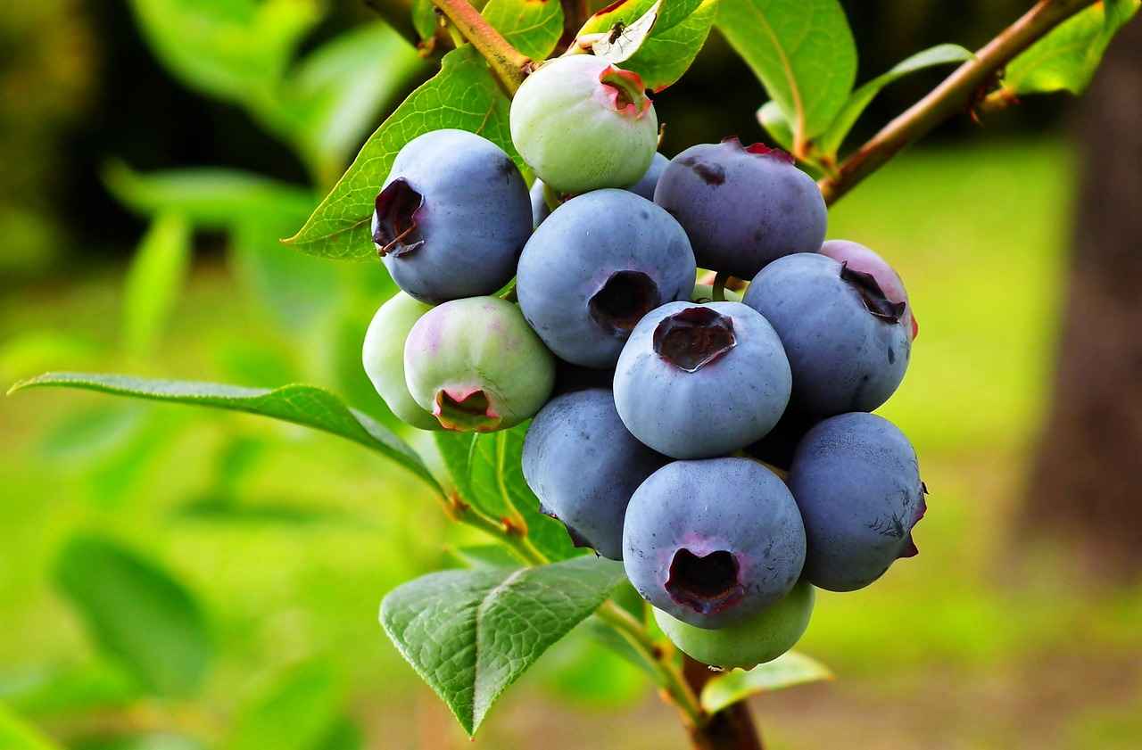 Supporting Eye Health with Bilberry Extract Supporting Eye Health with Bilberry Extract