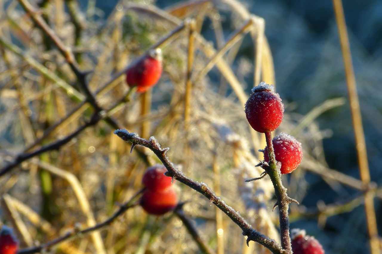  Supporting Joint Health with Rosehip Extract # Supporting Joint Health with Rosehip Extract  Supporting Joint Health with Rosehip Extract # Supporting Joint Health with Rosehip Extract