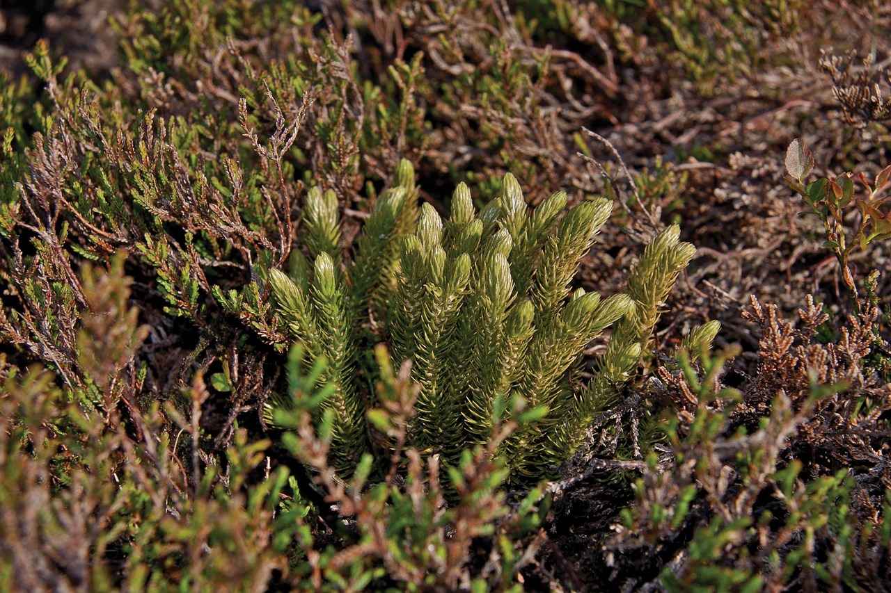 Supporting Mental Clarity with Huperzia Serrata Supporting Mental Clarity with Huperzia Serrata