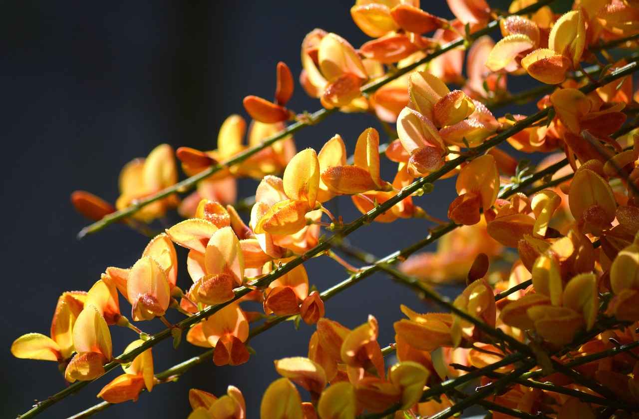 Scientific Research on Butcher’s Broom