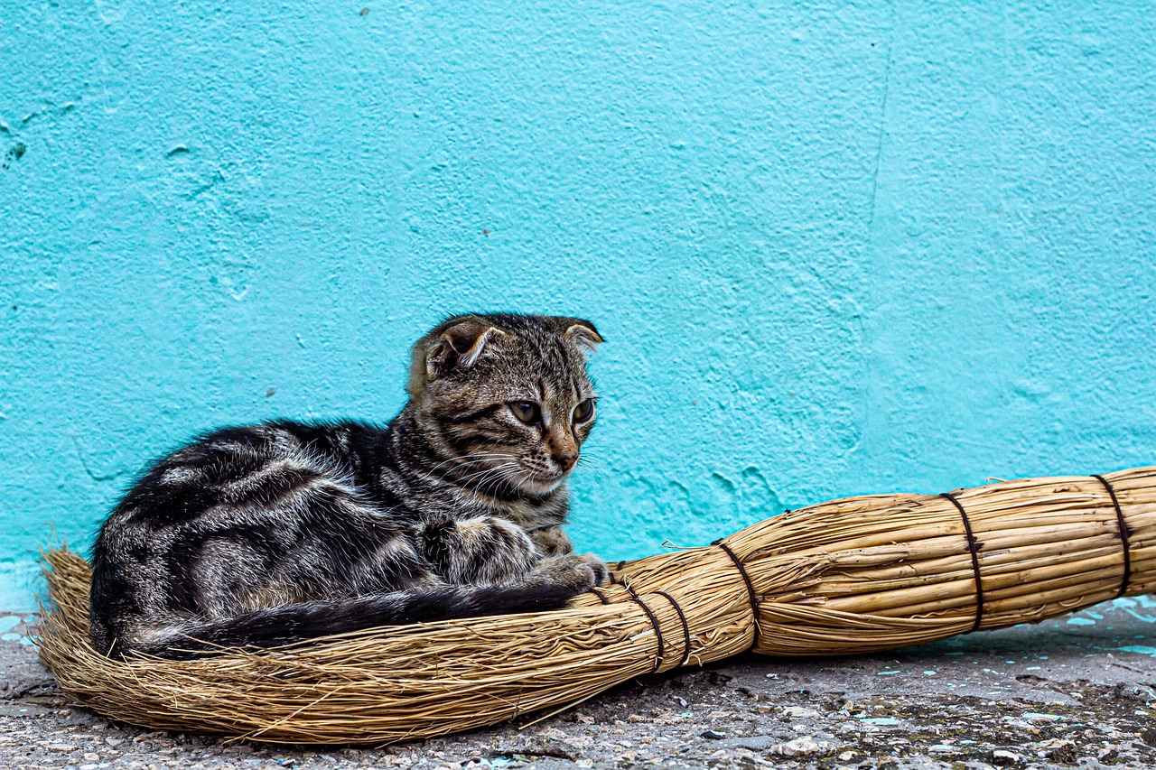 How to Use Butcher’s Broom