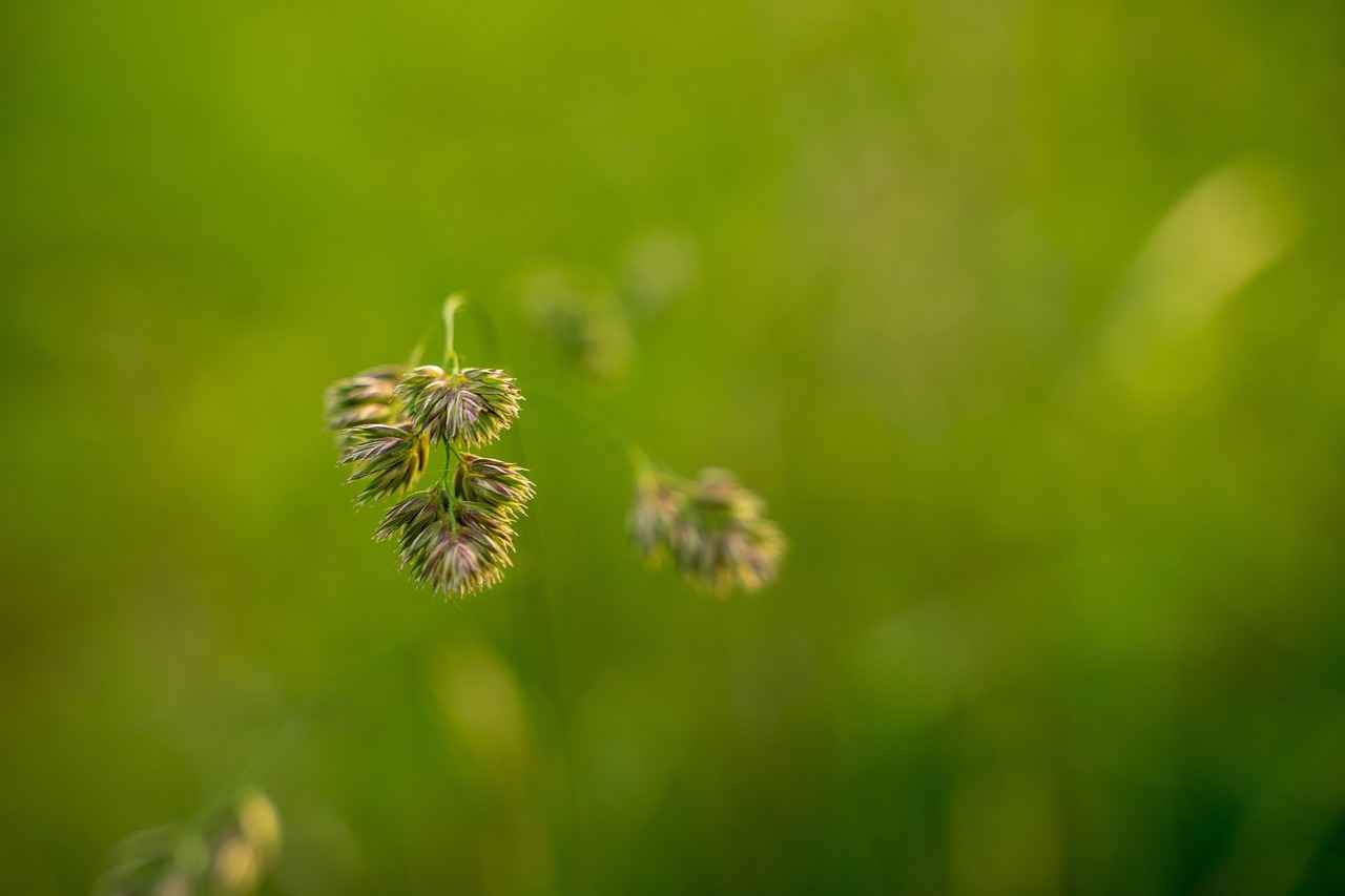 The Benefits of Quercetin for Allergies and Inflammation 2 How Quercetin Works in the Body