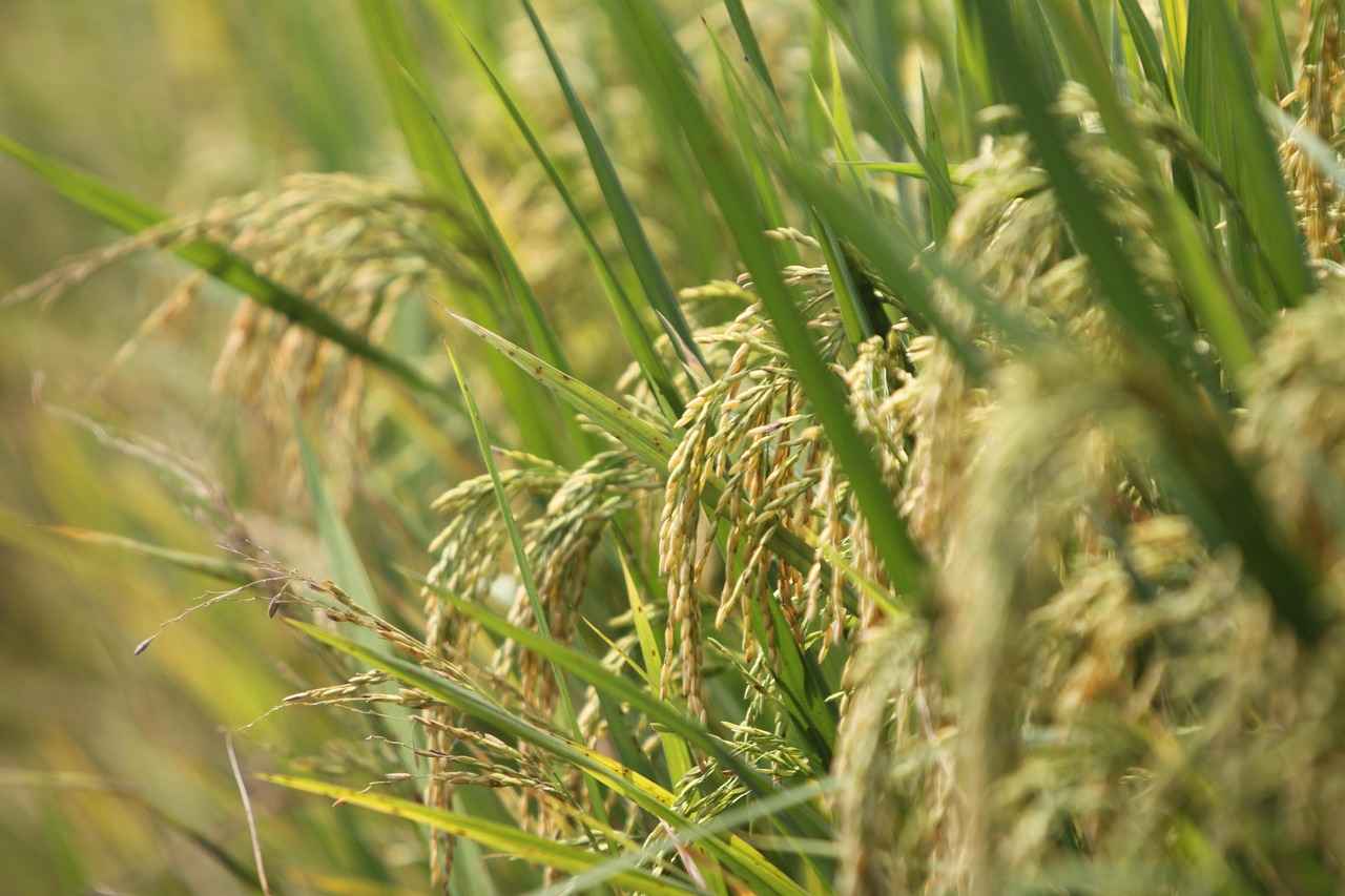 How Does Red Yeast Rice Work?