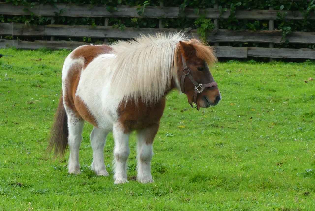 The Benefits of Whey Protein for Muscle Growth and Repair 6 Conclusion: Embracing Whey Protein for Optimal Fitness