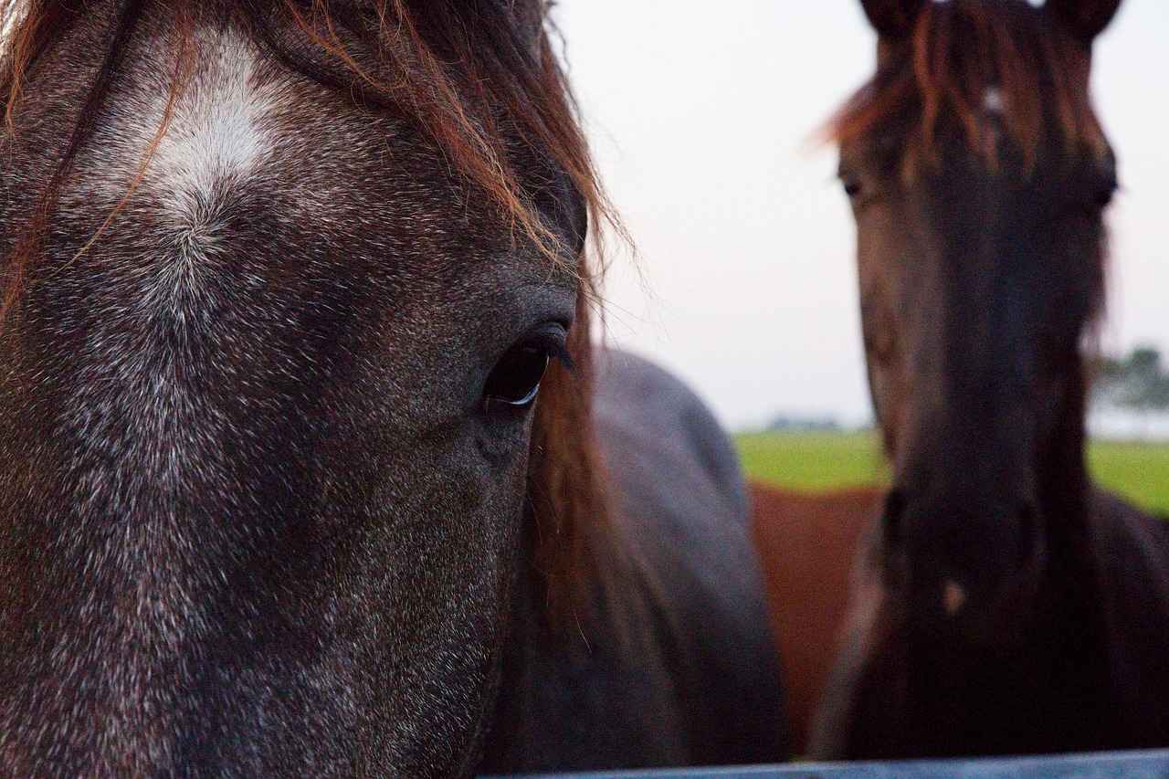 The Benefits of Whey Protein for Muscle Growth and Repair 2 How Whey Protein Aids Muscle Growth