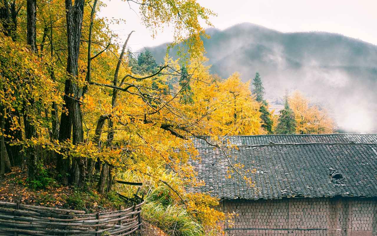 What is Ginkgo Biloba?