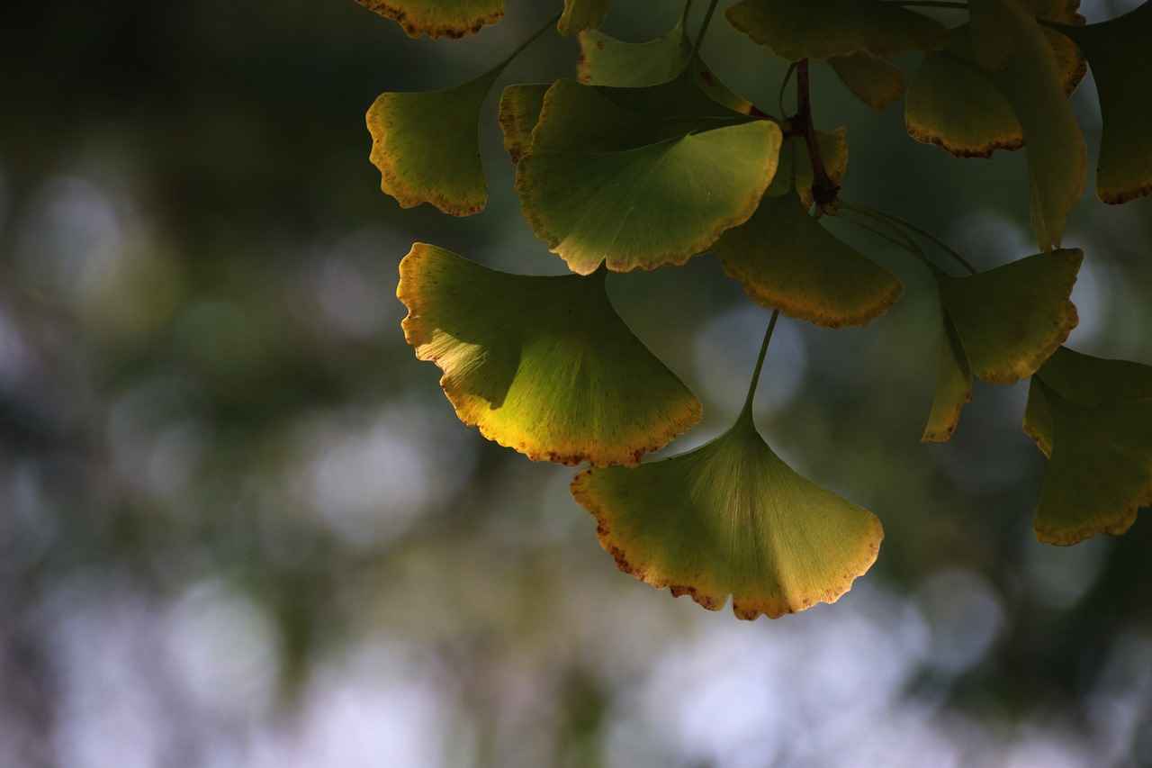 Conclusion: Is Ginkgo Biloba Right for You?