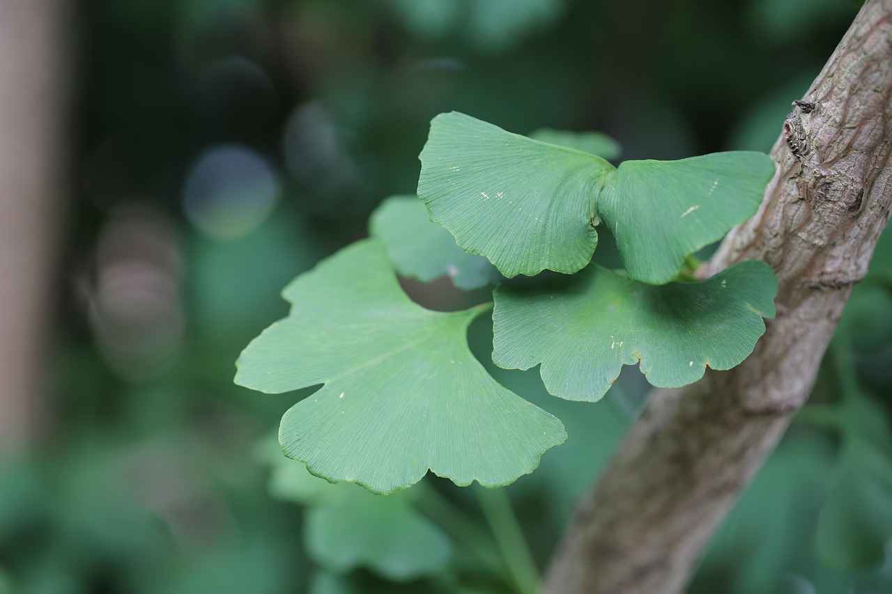 How Does Ginkgo Biloba Work?