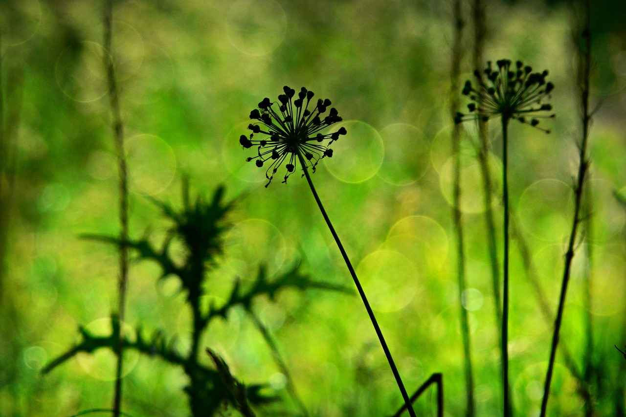 What is Milk Thistle?