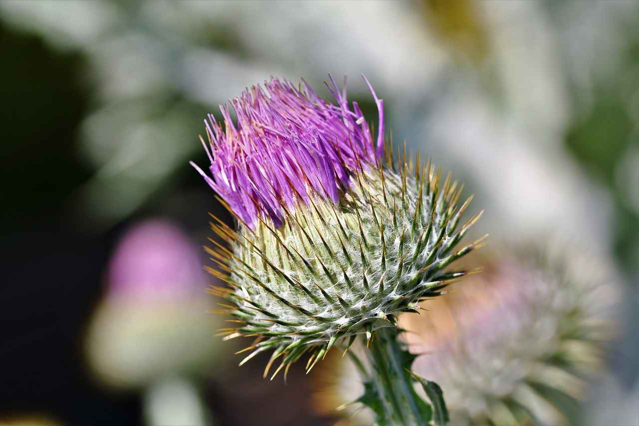 How Does Milk Thistle Work?
