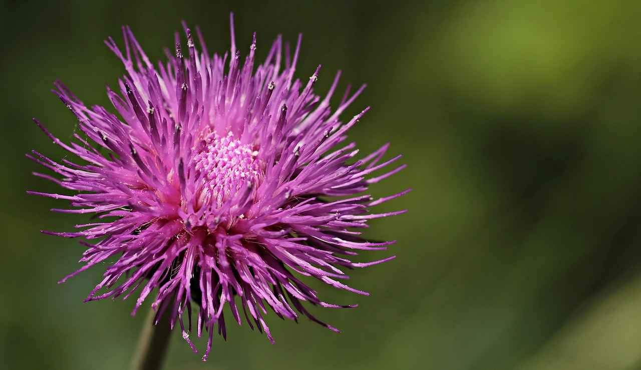 Potential Health Benefits of Milk Thistle