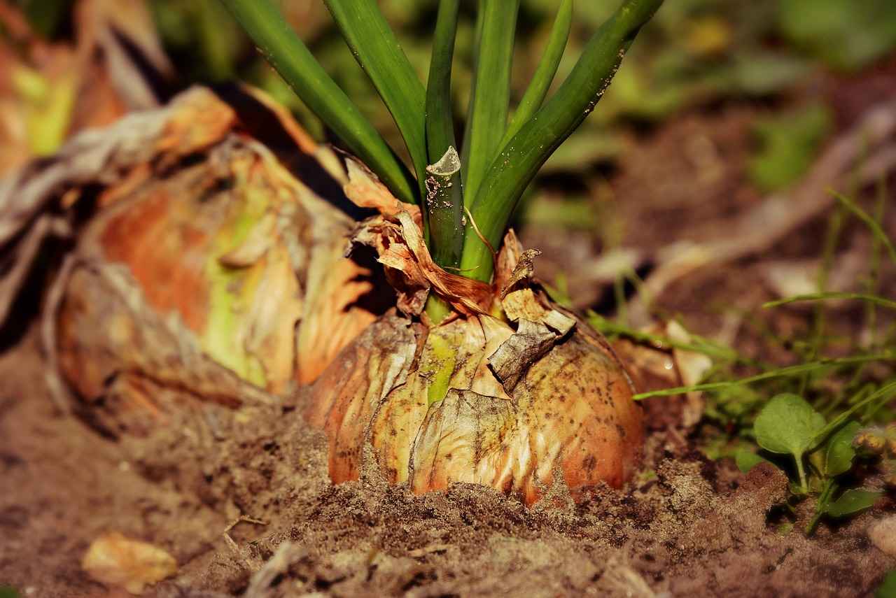 1. Understanding Ginger Root