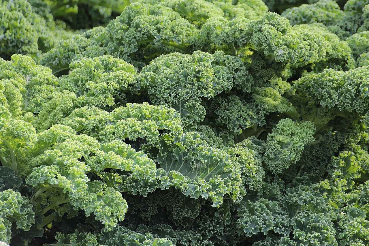 Conclusion: The Importance of L-Glutamine for Digestive Health