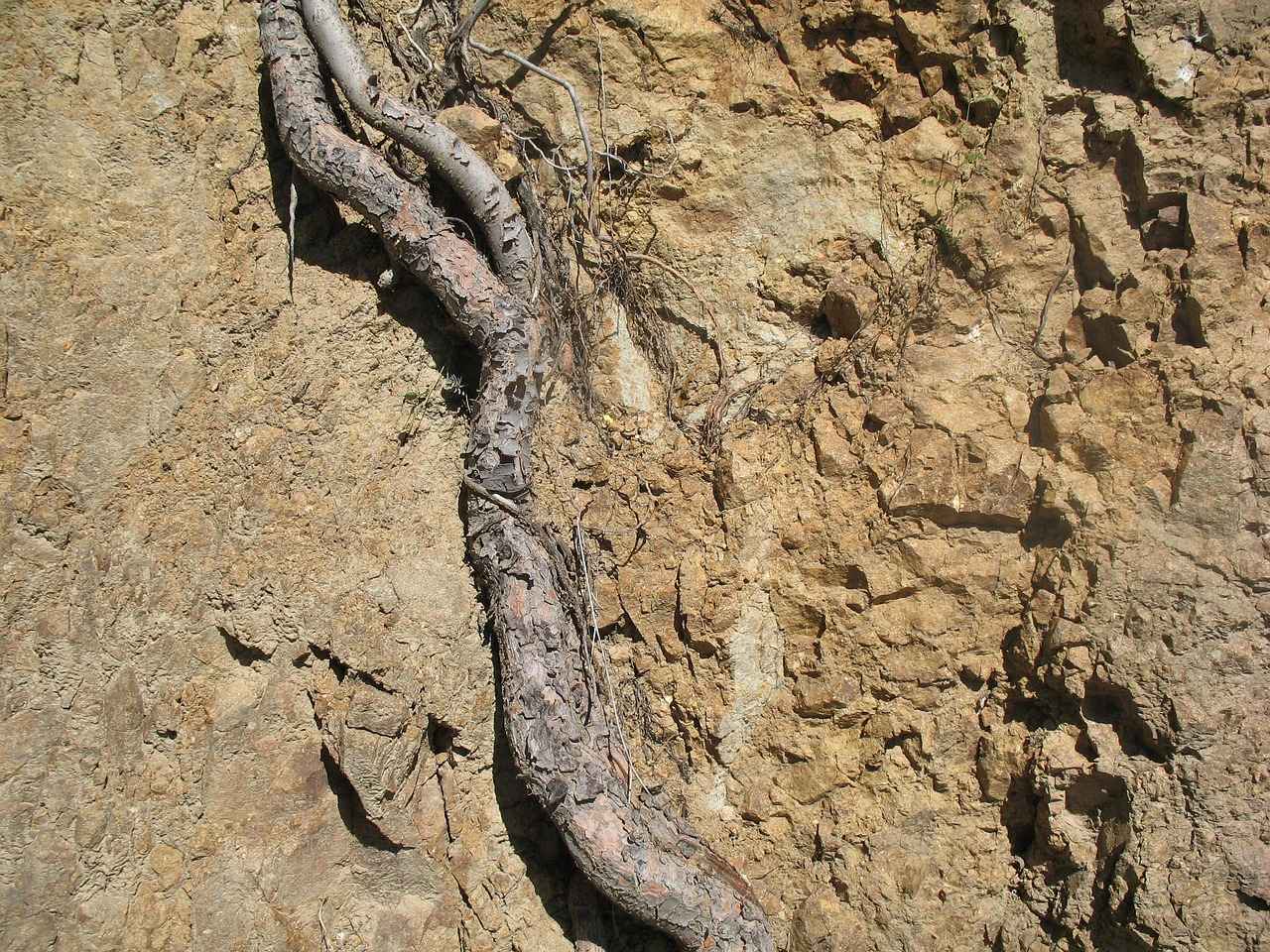 The Energy-Sustaining Benefits of Maca Root 4 How to Incorporate Maca Root into Your Diet