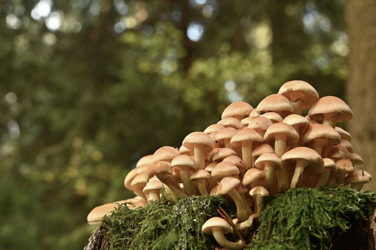 The Energy-Sustaining Benefits of Maca Root 3 Maca Root and Hormonal Balance