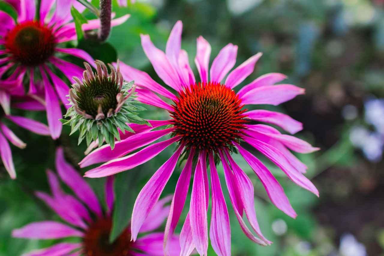 The Immune-Boosting Benefits of Echinacea The Immune-Boosting Benefits of Echinacea