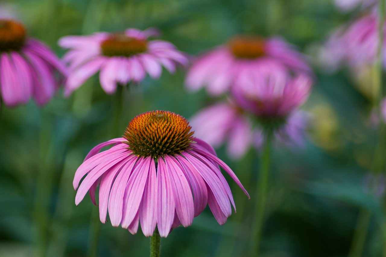 What is Echinacea?